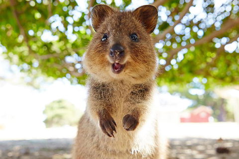 Discover Rottnest With Ferry & Bus Tour From Perth Or Fremantle - Geraldton Accommodation 0