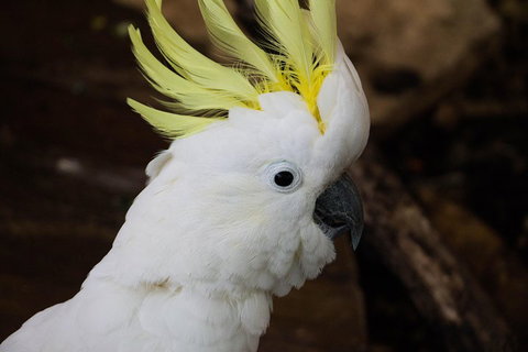 Cairns ZOOM And Wildlife Dome - Geraldton Accommodation 2