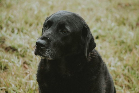 Daylesford Wine Tours: Wine, Cider, Gin, Vodka, Port, Food & Sights Tours! - Geraldton Accommodation 4