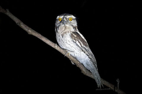 Wild Australian Wildlife 4WD Tour From Sydney - Geraldton Accommodation 4