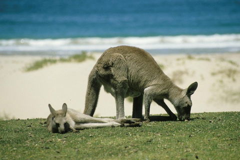 Great Ocean Road Highlights Tour - 2 Days, 1 Night - Geraldton Accommodation 2